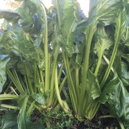 Perpetual Spinach 'Everglade'